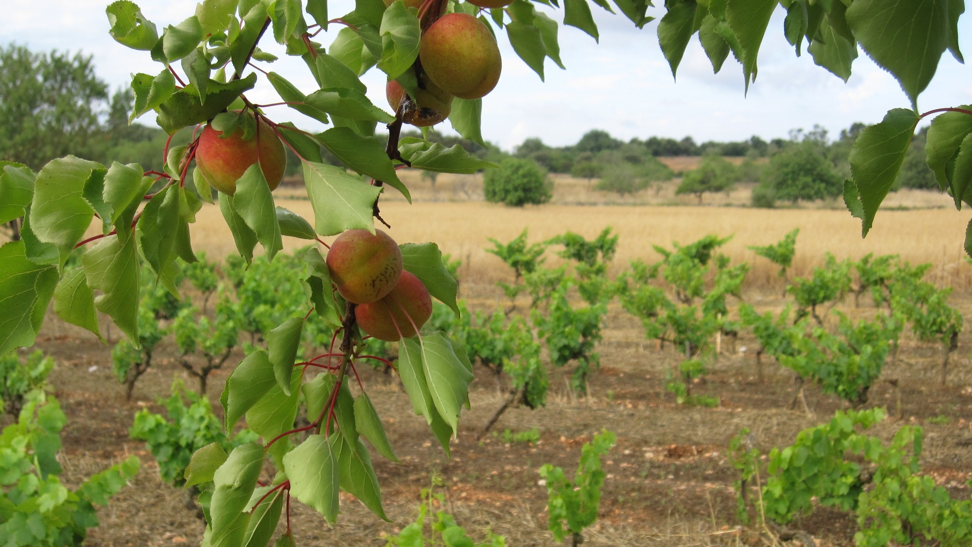 Felanitx, i una finca del segle xiii